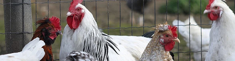Renforcement des mesures de biosécurité pour l'Influenza aviaire